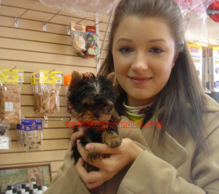 teacup yorkie